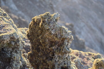 vegetation that grows in volcanic lava
