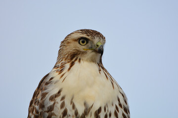 Red-tailed Hawk