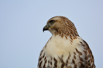 Red-tailed Hawk
