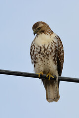 Red-tailed Hawk