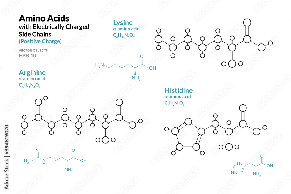 Sticker Amino Acids with Electrically Charged Side Chains. Lysine, Histidine, Arginine. Structural Chemical Formula and Line Model of Molecule. Vector Illustration