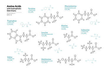 Amino Acids. Tryptophan, Tyrosine, Phenylalanine, Leucine, Alanine, Isoleucine, Valine, Methionine. Structural Chemical Formula and Line Model of Molecule. Vector Illustration