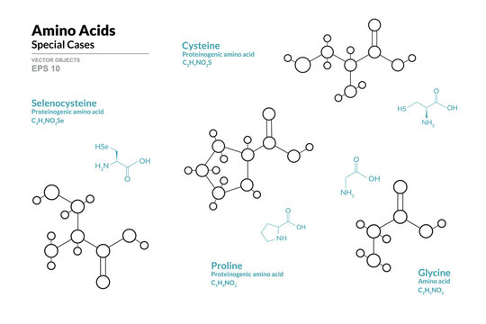 Amino Acids Special Cases. Selenocysteine, Cysteine, Proline, Glycine. Structural Chemical Formula and Line Model of Molecule. Vector Illustration