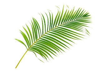 Naklejka premium Palm leaf isolated on white