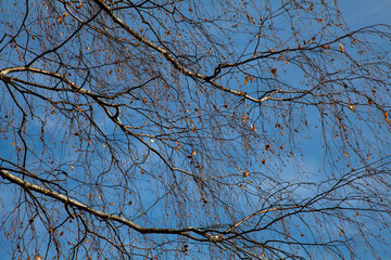 Autumn background - spreading branches of a birch with almost fallen leaves against a blue sky