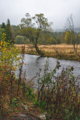 River Kremelna at Sumava national park, Czech republic