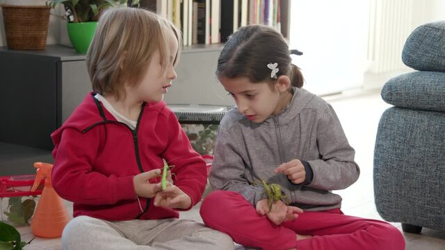 Happy kids playing with stick insects or phasmids as pets at home. Brother and sister having fun with small animals, learning and watching them. Hobby and lifestyle in domestic living room