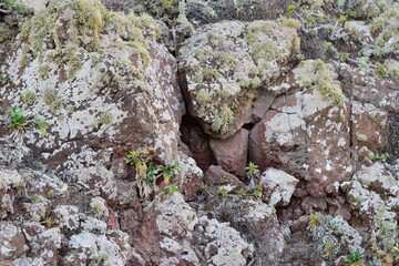 vegetation that grows in volcanic lava