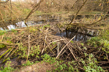 small beaver dam, beaver impoundments © photosvideos