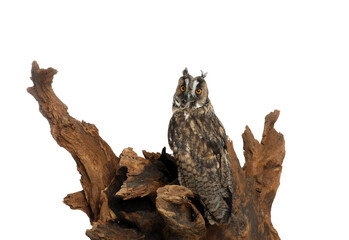 Beautiful eagle owl on tree against white background. Predatory bird