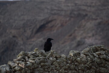 birds posing to be photographed
