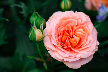 The bud and flower of a delicate peach rose variety Vivienne Westwood in greenery in the garden on a bush