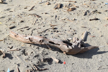 海岸に漂着した流木