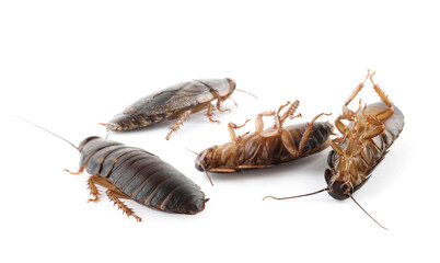 Many cockroaches on white background. Pest control