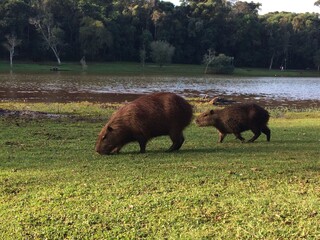 capybaras in the river