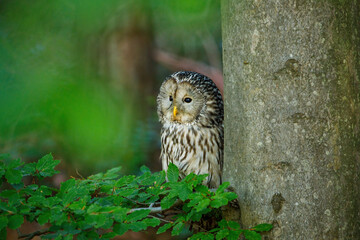 Ural owl, Strix uralensis, in beech forest. Owl perched on branch and peeks out from behind tree trunk. Beautiful grey owl in nature habitat. Wildlife scene. Bird of prey perched in green leaves.