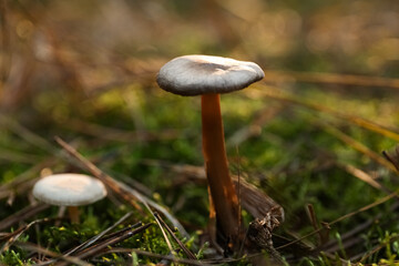 Mushrooms growing in wilderness on autumn day, closeup