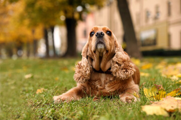 Obraz premium Cute Cocker Spaniel in park on autumn day
