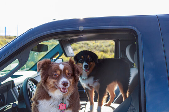 Mini Aussie Sisters