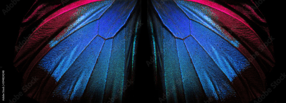 Aufkleber Wings of a butterfly Ulysses. Wings of a butterfly texture background. Closeup. Selective focus 