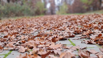 fallen autumn leaves