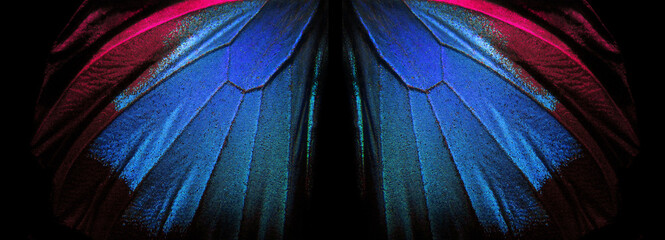 Wings of a butterfly Ulysses. Wings of a butterfly texture background. Closeup. Selective focus 