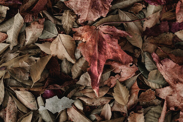 HOJAS DE OTOÑO CAÍDAS SOBRE EL SUELO