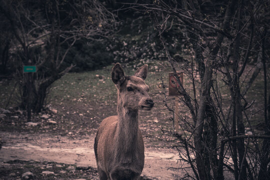 Deer Grazes Freely In Parnitha