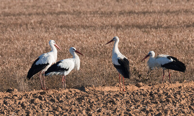 CIGUEÑAS EN CAMPO DE SIEMBRE EN ESPAÑA