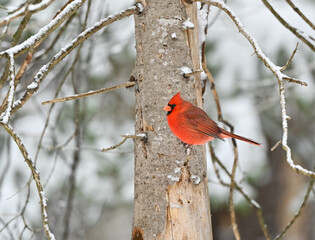Male Northern Cardinal Perched on  Tree Branch in Winter