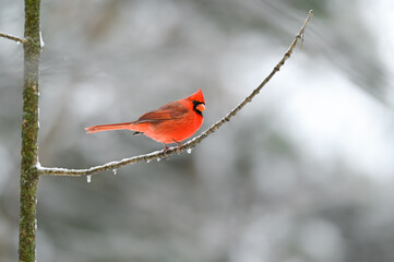 Male Northern Cardinal Perched on  Tree Branch in Winter