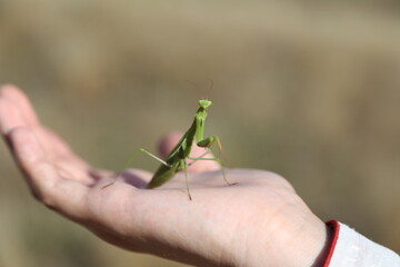Mantis on the girl's hand
