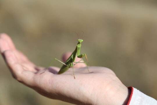 Mantis on the girl's hand