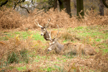 Naklejka na ściany i meble Two red deers are sitting on the green and yellow grass and having rest