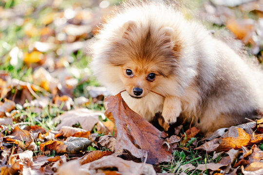 Red Pomeranian puppy looks at camera