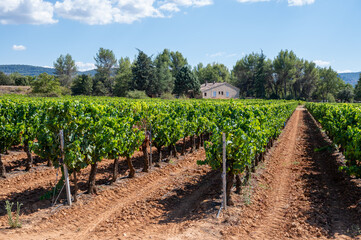 Fototapeta na wymiar Vineyards of AOC Luberon mountains near Apt with old grapes trunks growing on red clay soil