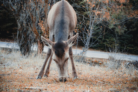 Deer Grazes Freely In Parnitha