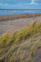 Green grass protects sandy dunes from wind on wide windy beach of North sea near Zandvoort in...
