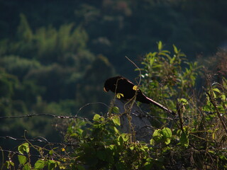 black bird sitting on tree