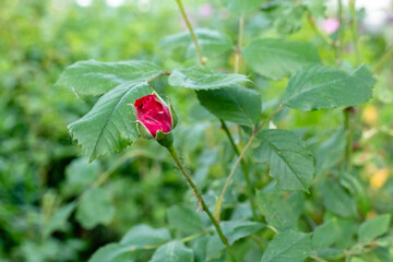 Red rose flower blooming in roses garden on background red roses flowers