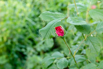 Red rose flower blooming in roses garden on background red roses flowers