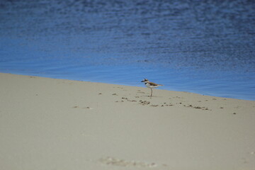 A wader bird in a beach background