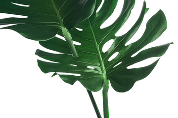 Beautiful monstera leaves on white background, closeup. Tropical plant