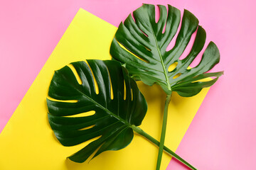 Beautiful monstera leaves on color background, flat lay. Tropical plant