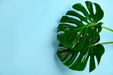 Fototapeta na wymiar Beautiful monstera leaves on light blue background, space for text. Tropical plant