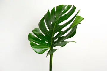Foto auf Acrylglas Monstera Schönes Monstera-Blatt auf weißem Hintergrund. Tropische Pflanze