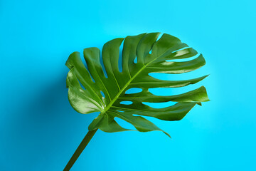 Beautiful monstera leaf on light blue background. Tropical plant