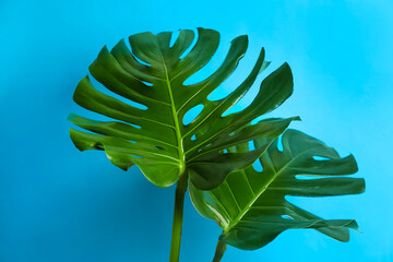 Beautiful monstera leaves on light blue background. Tropical plant