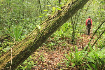 A man walking a path in the forest in the Atlantic Forest