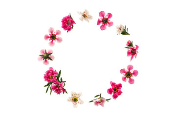 pink and white manuka tree flowers arranged into a circle frame on white background and copy space